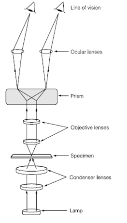 275_Light microscopy.png